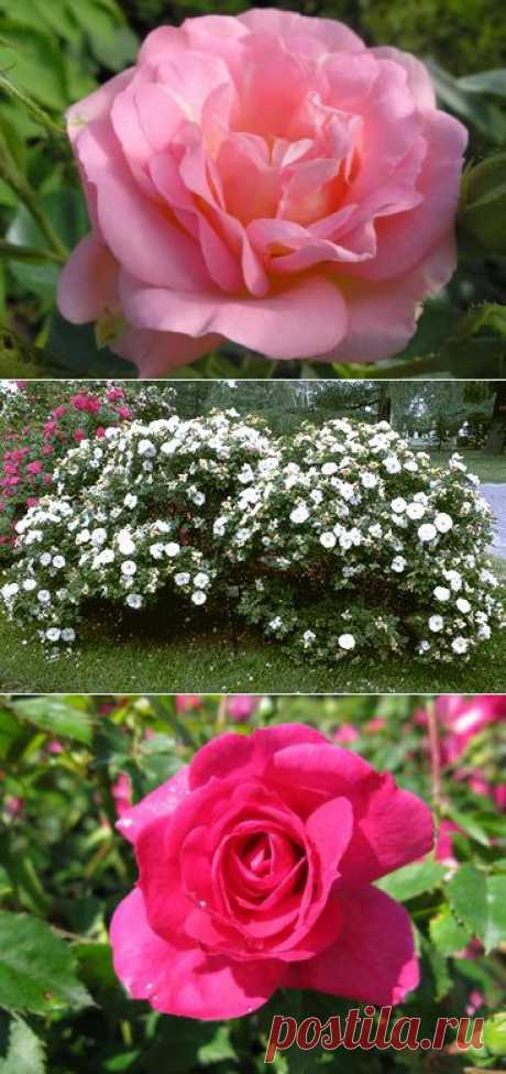 Канадские розы. Сорта и виды. Все о достоинствах канадских роз.