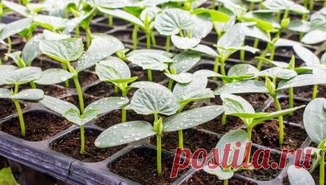 Листья у моих огурцов зеленые на протяжении всего сезона, в этом мне помогают не хитрые и простые подкормки (обязательно берите на заметку) | Дневник деревенского садовода 2.0 | Дзен