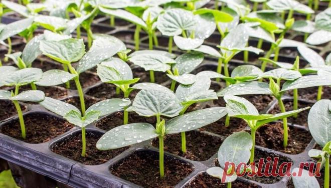 Листья у моих огурцов зеленые на протяжении всего сезона, в этом мне помогают не хитрые и простые подкормки (обязательно берите на заметку) | Дневник деревенского садовода 2.0 | Дзен