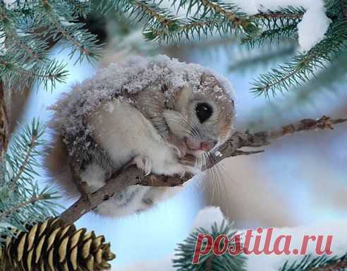 ПЛЕЙКАСТЫ – Нина Семёнова ( Кылосова ) добавила фотографию в альбом Белочка