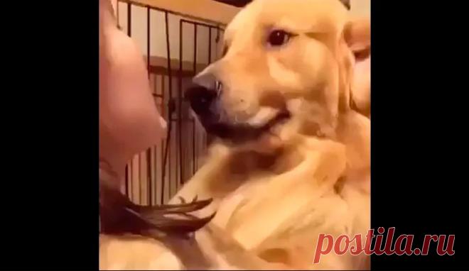 Трогательная встреча пса из приюта с новой хозяйкой