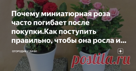 Почему миниатюрная роза часто погибает после покупки.Как поступить правильно, чтобы она росла и радовала своим здоровым видом Часто случается, что после покупки миниатюрная роза чернеет и погибает. Почему такое случается и как этого избежать? Причин несколько, и все они устранимы, если правильно провести процесс адаптации растения дома.
Фото из открытого источника Яндекс, без рекламных целей. В качестве примера
Всегда нужно помнить о том, что растение, которое вы покупаете...