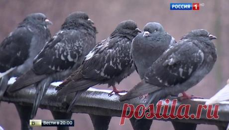 Вести.Ru: Июль в России: погода перепутала север с югом