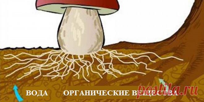 Как и где самому вырастить грибы: советы начинающим