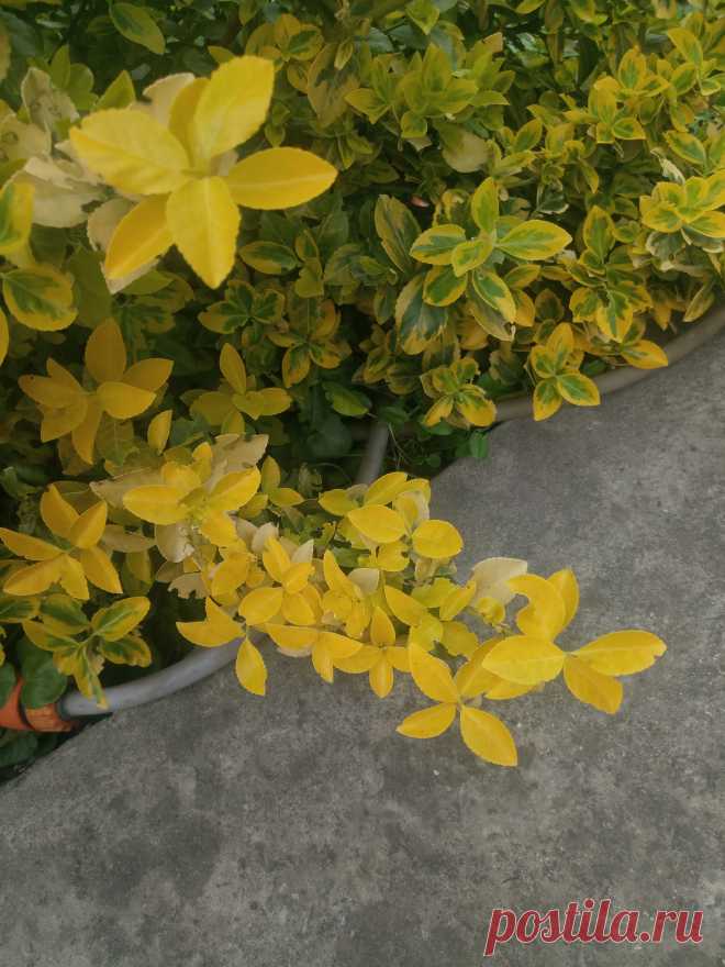 Бересклет Форчуна «Эмеральд н Голд», «Изумруд и золото» (Euonymus fortunei «Emerald`n Gold»)