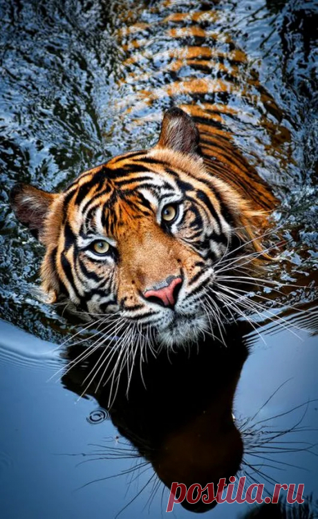 Animal life – Google+