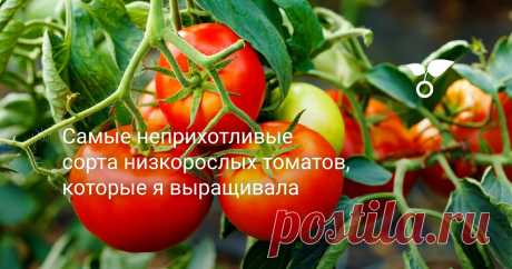 Самые неприхотливые сорта низкорослых томатов, которые я выращивала Чтобы хоть частично упростить себе выращивание помидоров, я решила подобрать сорта, которые успешно плодоносили бы без формирования и подвязки. Я называю такие томаты — «для ленивых». Именно о них и пойдёт речь в этой статье.