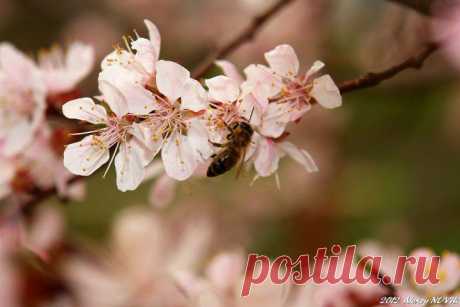 Фотопрогулки. Глоток весны | ЛЮБИМЫЕ