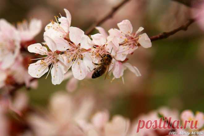 Фотопрогулки. Глоток весны | ЛЮБИМЫЕ