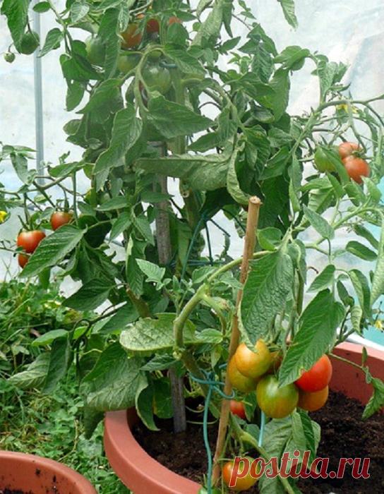 16 практичных хитростей, которые полезно знать каждому дачнику