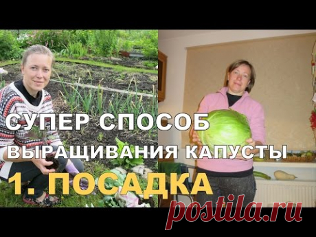 СУПЕР КАПУСТА на спанбонде. ПОСАДКА / Growing Cabbage on Spunbond. 1 - YouTube