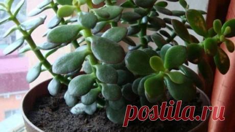 Исцелить ожог, рану, герпес на губах, язву и даже геморрой вы сможете простым комнатным растением!