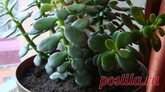 Исцелить ожог, рану, герпес на губах, язву и даже геморрой вы сможете простым комнатным растением!