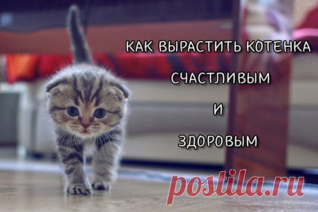 Как вырастить котенка счастливым и здоровым | Скоттиш фолд вислоухое мяу