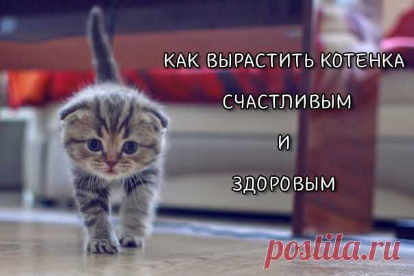 Как вырастить котенка счастливым и здоровым | Скоттиш фолд вислоухое мяу