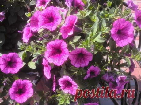 Что я делаю с петунией в мае для пышного цветения | Цветы в квартире и на даче – от Радзевской Виктории | Яндекс Дзен