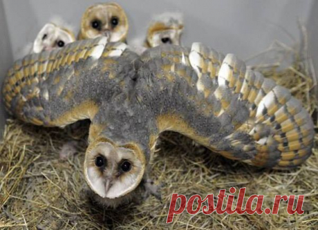 защита