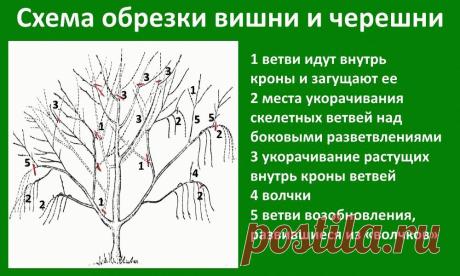 Обрезка черешни летом, весной и осенью: схемы и видео процесса