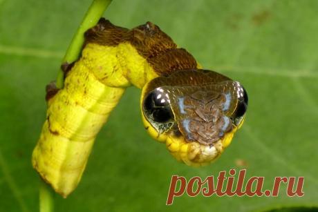 Чтобы выжить оно маскируется под обрубок змеи | Планетяне | Дзен