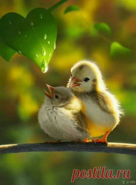 WOA Animal – Google+