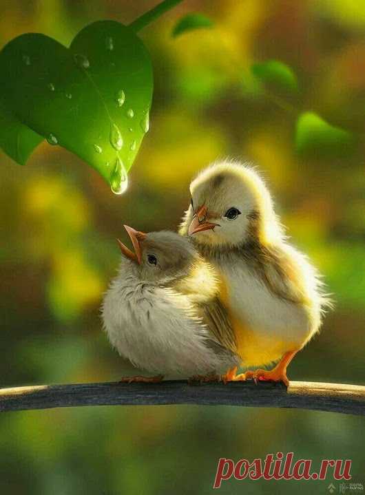 WOA Animal – Google+