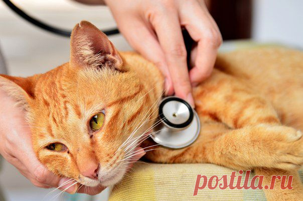 5 самых распространенных болезней у кошек | Все о наших питомцах