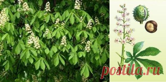 Конский каштан | Рецепты народной медицины