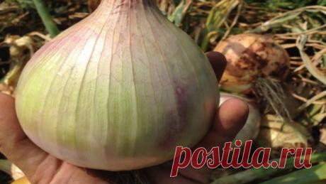 Большущий лук ВОЗМОЖЕН! Почти без сложностей))
 
Лет 10 подряд я собирала такой мелкий лук со своего огорода, что стыдно было даже раcсказывать и уж тем более - показывать. Но, в позапрошлом году я пожaловалась на свой лук своей куме. Она просмеялась и рассказала свои секреты сбора урожая лука с кулак. Теперь мой лук - моя гордость. Если будете делать все, как я здесь написала, что в этом году получите лук-гигант со своего огорода. 
 
1. Лук будет раcти только в рыхлой поч...