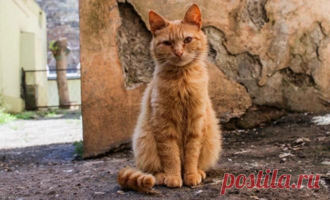 Рыжая новогодняя история | Инга Да | Дзен