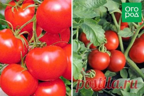 Малыши-крепыши: 20 лучших низкорослых сортов и гибридов томата | Томаты (Огород.ru)
