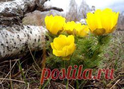 Горицвет весенний. | Советы Народной Мудрости