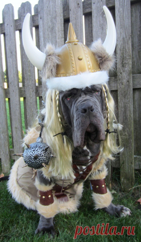 #Neapolitan #Mastiff | neos | Викинги, Золотая Лихорадка и Неаполитанские Мастифы