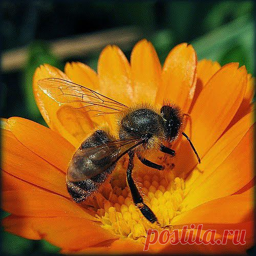 От аллергии спасет малышей календула | Друг пенсионера
У моей трехлетней дочки часто появ­ляется аллергическая сыпь на теле. Я изо всех сил стараюсь оградить ре­бенка от контакта с аллергенами, но сделать это не так просто.