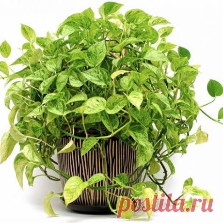 Сциндапсус - как ухаживать за домашней лианой