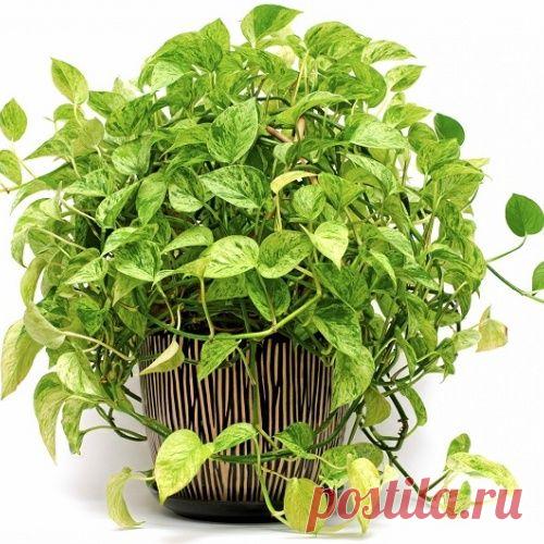 Сциндапсус - как ухаживать за домашней лианой