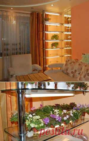 Стеллаж для фиалок. Фиалки, смитианты синнингии, продажа фиалок в Киеве