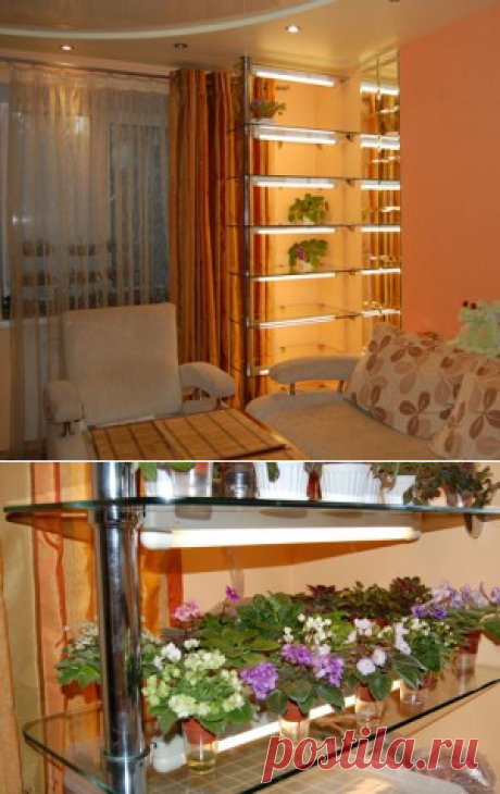 Стеллаж для фиалок. Фиалки, смитианты синнингии, продажа фиалок в Киеве