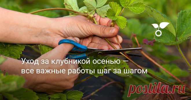 Уход за клубникой осенью — все важные работы шаг за шагом — Ботаничка Лето закончилось. Клубника (садовая земляника) собрана, переработана, и, кажется, что о растении до весны можно забыть. Однако это серьёзная ошибка, ведь в конце сезона оно тоже нуждается в заботе. Именно сейчас начинается самый ответственный этап – закладывается фундамент для урожая будущего года.