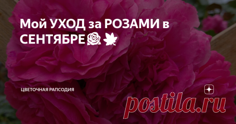 Мой УХОД за РОЗАМИ в СЕНТЯБРЕ🌹🍁 Всем ПРИВЕТ, дорогие Друзья, подписчики и гости канала, любители прекрасных роз😊!
Сегодня я хочу вам рассказать о своём уходе за розочками в сентябре, в Подмосковье.
Розариум Ютерсен.
Друзья, в сентябре я планирую, как установится сухая погода, сделать листовую финальную подкормку монокалийфосфатом, совместив его в баковой смеси с инсектицидом и фунгицидом.