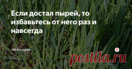 Если достал пырей, то избавьтесь от него раз и навсегда Нет ничего хуже участка заросшего пыреем. Эта травка быстро заполняет собой всё свободное пространство и более того, «забивает» культурные растения. Живучесть этого сорняка обусловлена тем, что даже из самого маленького кусочка корня вскоре вырастит приличных размеров кустик.
Как избавиться от сорняка
В основном избавляются от него путём перекопки и ручного выбирания всех корней. Но за один раз от