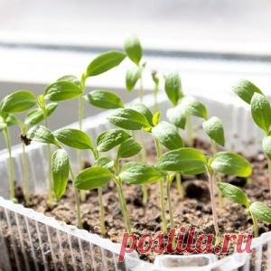 Какой должна быть температура для выращивания рассады