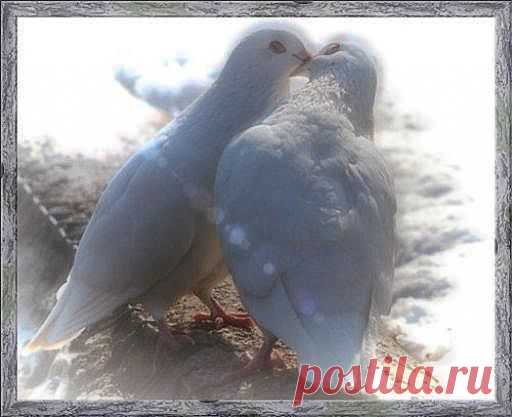 Берегите счастье, как зеницу ока.
Даже если трудно, если жизнь жестока. 
Берегите душу - доброты истоки,
Берегите дружбу - вы не одиноки.
Сохраните веру - будете богаче,
И любовь с надеждой - будете с удачей. 
Берегите землю - в ней вся наша сила.
Верность ей храните, нас она вскормила. 
Отыщите в жизни верную дорогу,
Чтоб вела вас к храму, чтоб вела вас к Богу.
Не замёрзнет сердце, не умрет до срока,
Если мудрость пьёт из родных истоков.