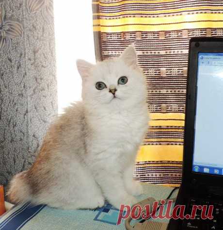 Продажа шотландских котят; Луганск.