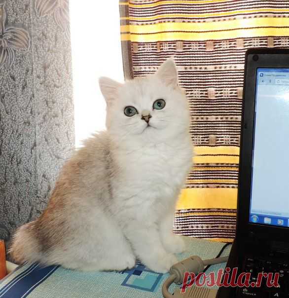Продажа шотландских котят; Луганск.