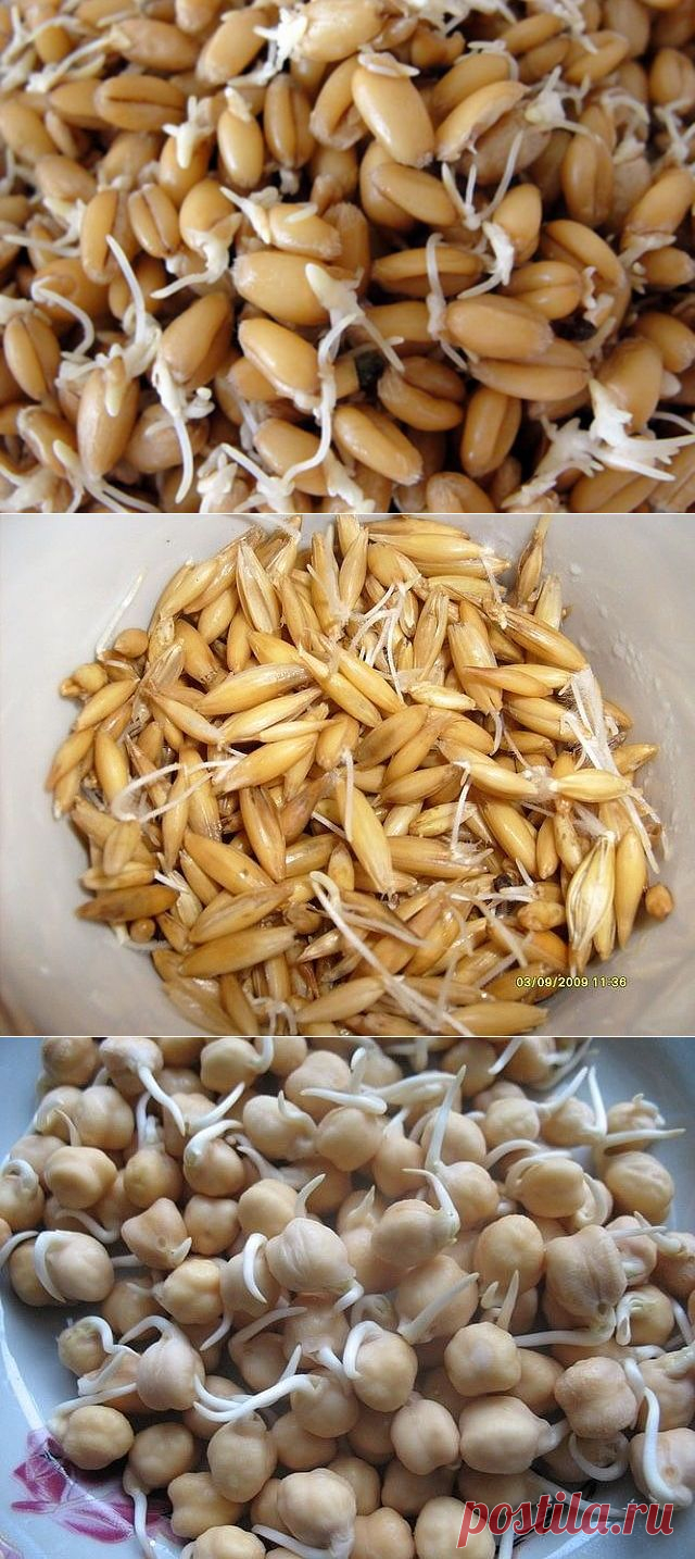 ПРОРОСТКИ