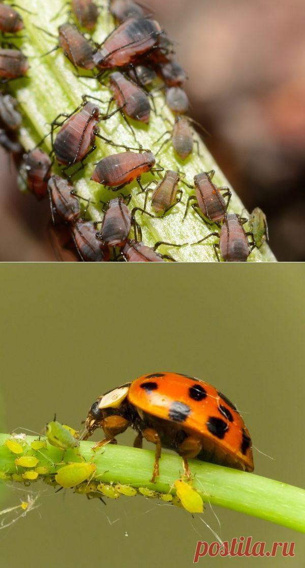Тля: народные методы борьбы с тлей