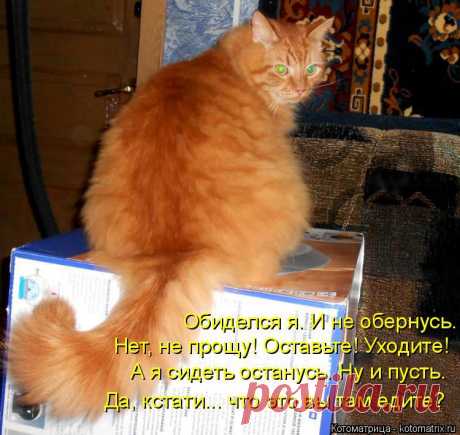 Котоматрица: Круть