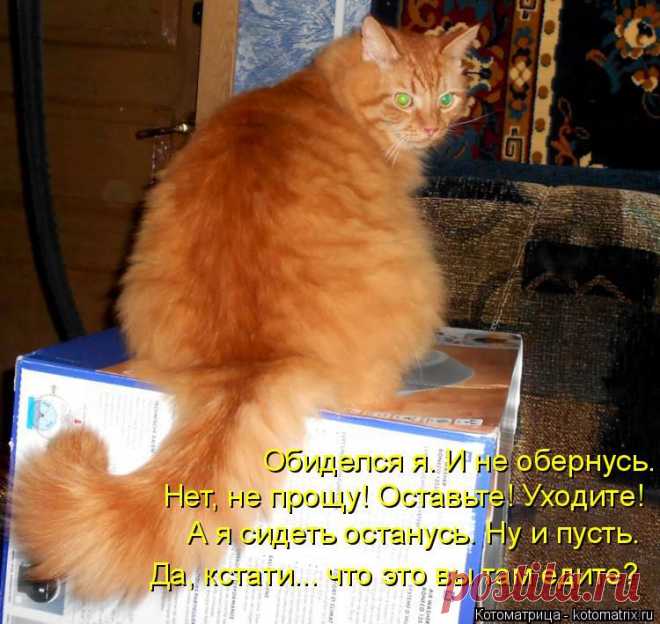 Котоматрица: Круть