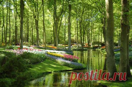 Кёкенхоф - королевский парк цветов в Нидерландах | Блог ZooFitoSfera о растениях, животных и интересном