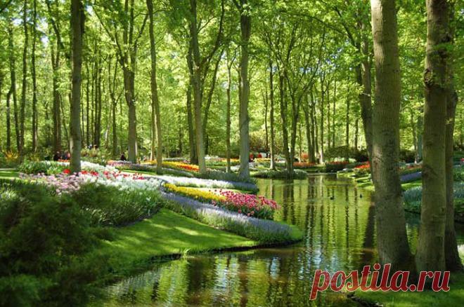 Кёкенхоф - королевский парк цветов в Нидерландах | Блог ZooFitoSfera о растениях, животных и интересном